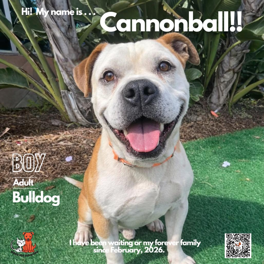 Enlarge Cannonball, a Adoptable English Bulldog in Westminster, CA image 2/2