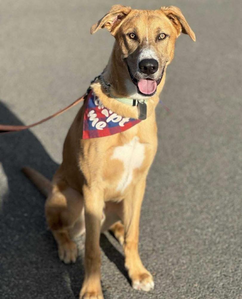 ⛏️ Copper ⛏️, Adoptable, Adult Male Shepherd.