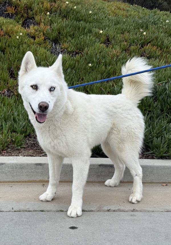 Bella, Adoptable, Adult Female Siberian Husky.