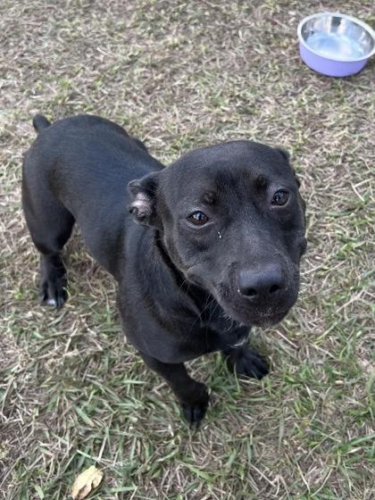 Enlarge Sunshine, a Adoptable Mixed Breed in Houston, TX image 1/3