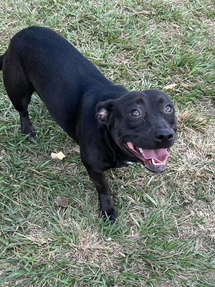 Enlarge Sunshine, a Adoptable Mixed Breed in Houston, TX image 3/3