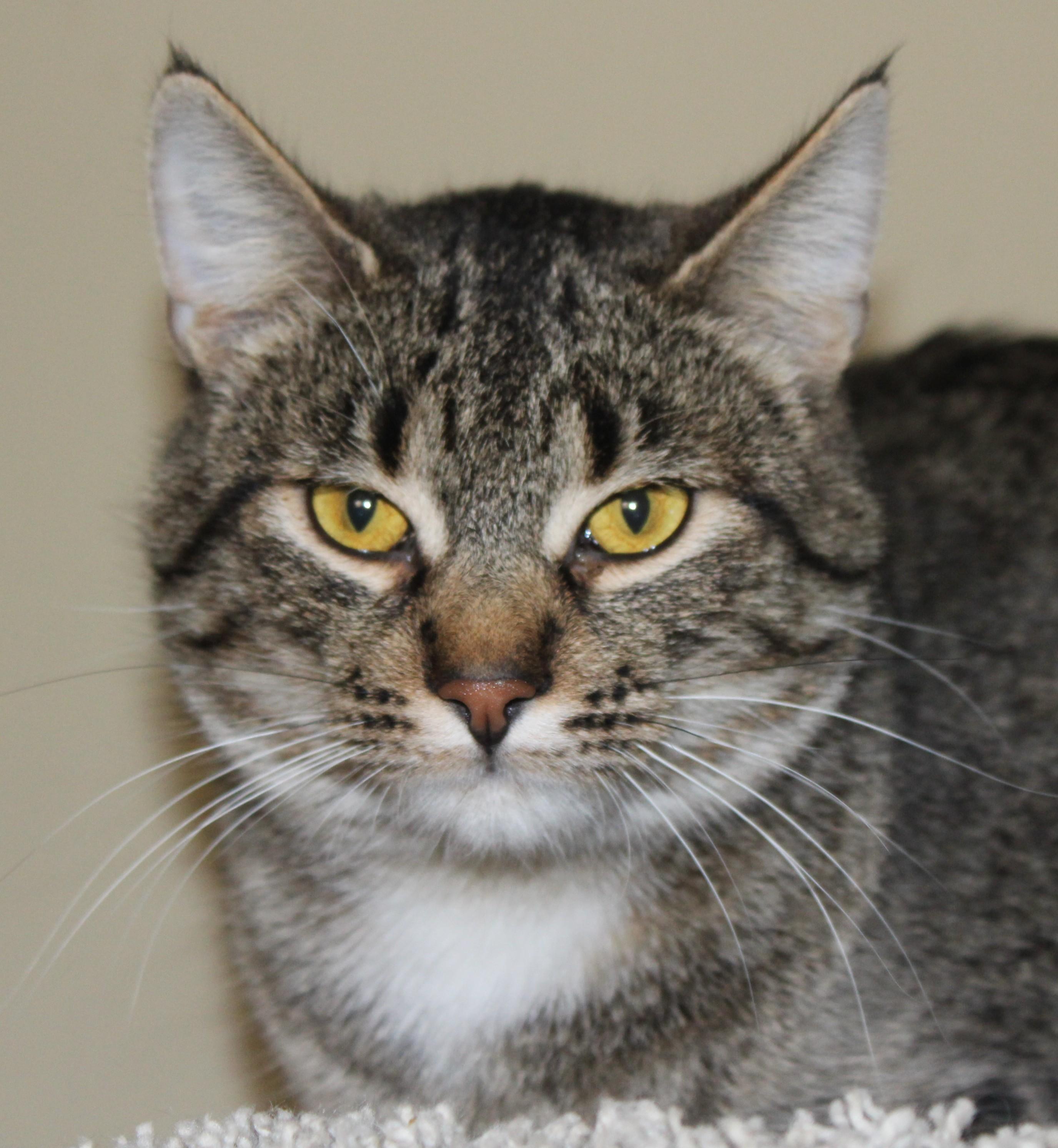 Enlarge Crouton, a ADOPTABLE mixed breed in Huron, SD image 1/3