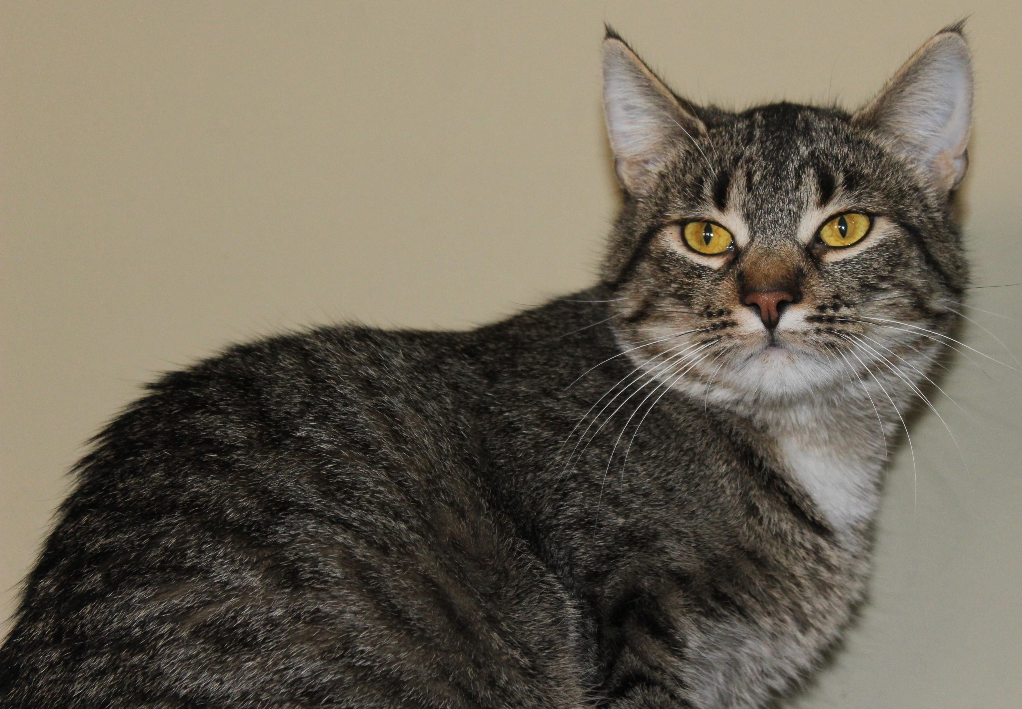 Enlarge Crouton, a ADOPTABLE mixed breed in Huron, SD image 3/3