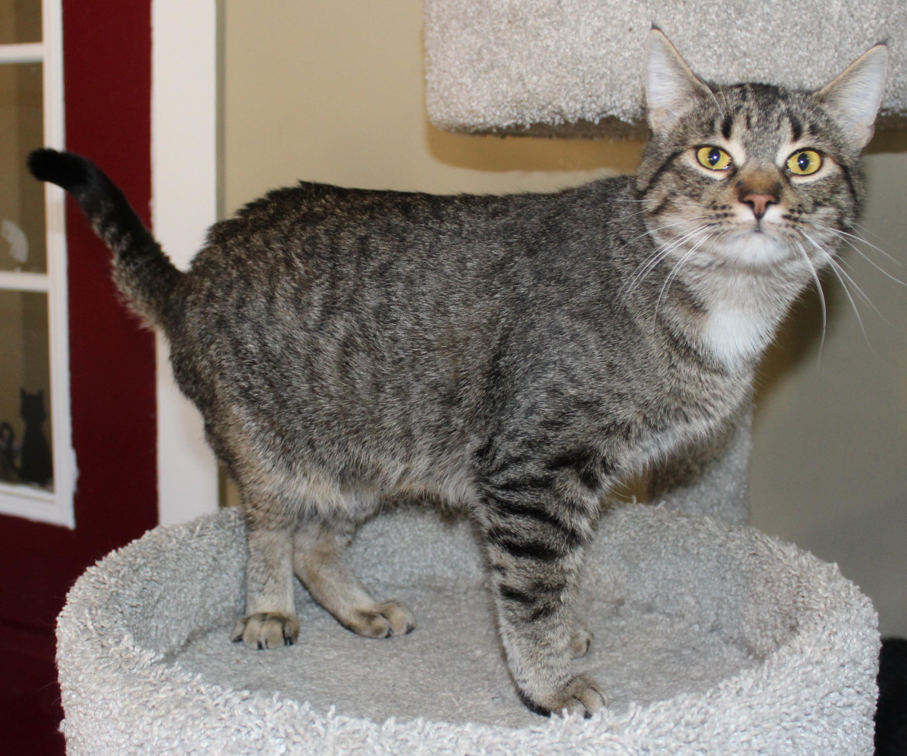Enlarge Crouton, a ADOPTABLE mixed breed in Huron, SD image 2/3