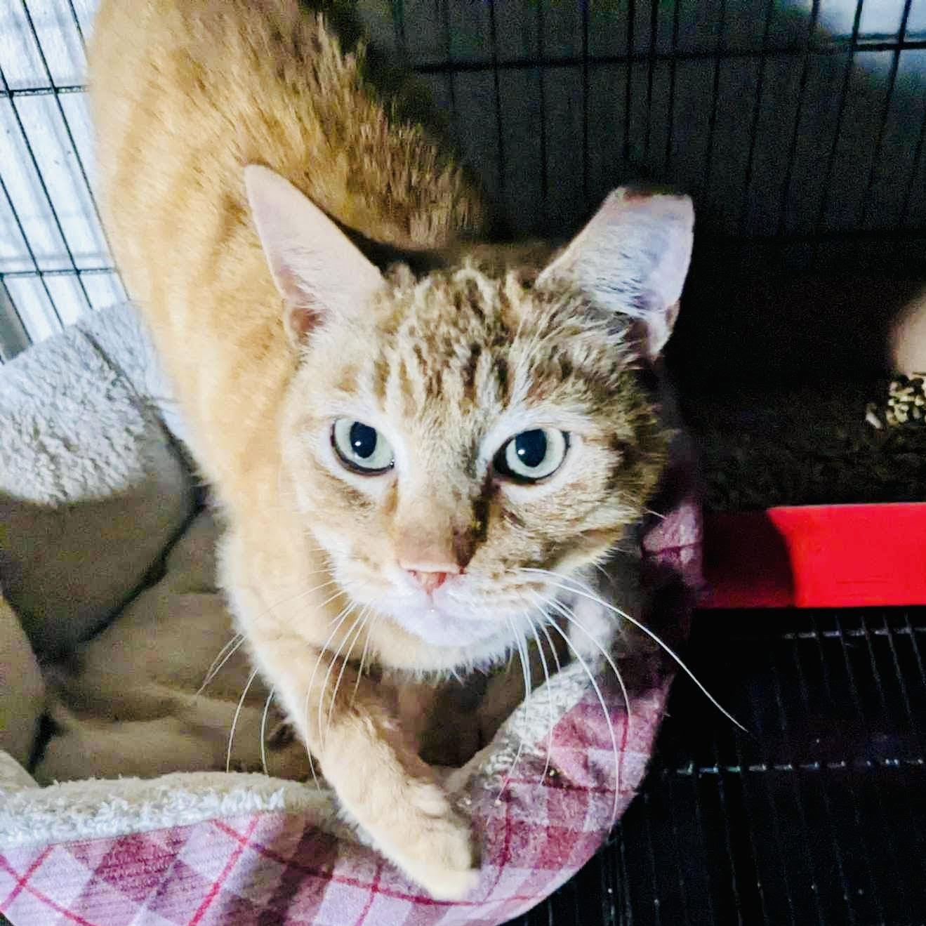 Enlarge Todd , a Adoptable Domestic Short Hair in LITTLE MOUNTAIN, SC image 1/1