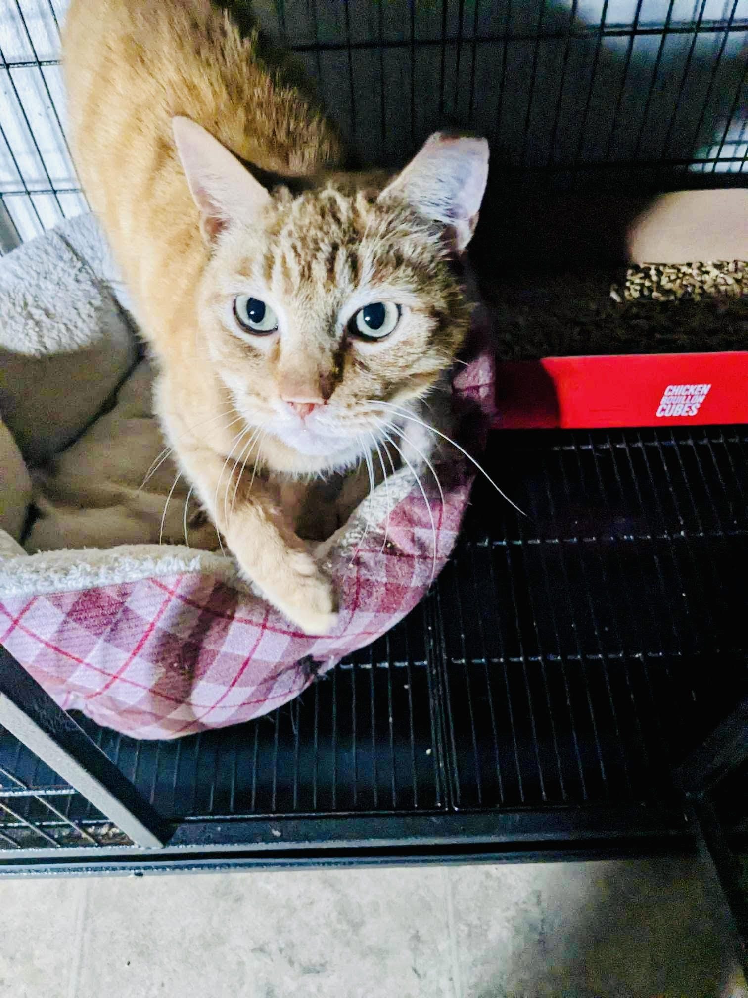 Enlarge Todd - Barn Cat, a Adoptable Domestic Short Hair in LITTLE MOUNTAIN, SC image 1/1