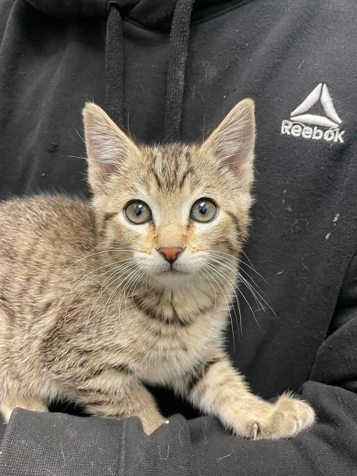 Muffin, Adopted, Kitten Female Domestic Short Hair.