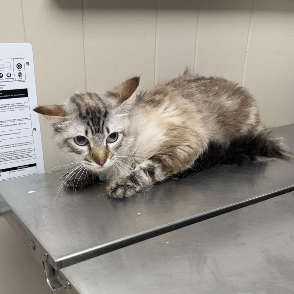 TUSC-Stray-85443 photo