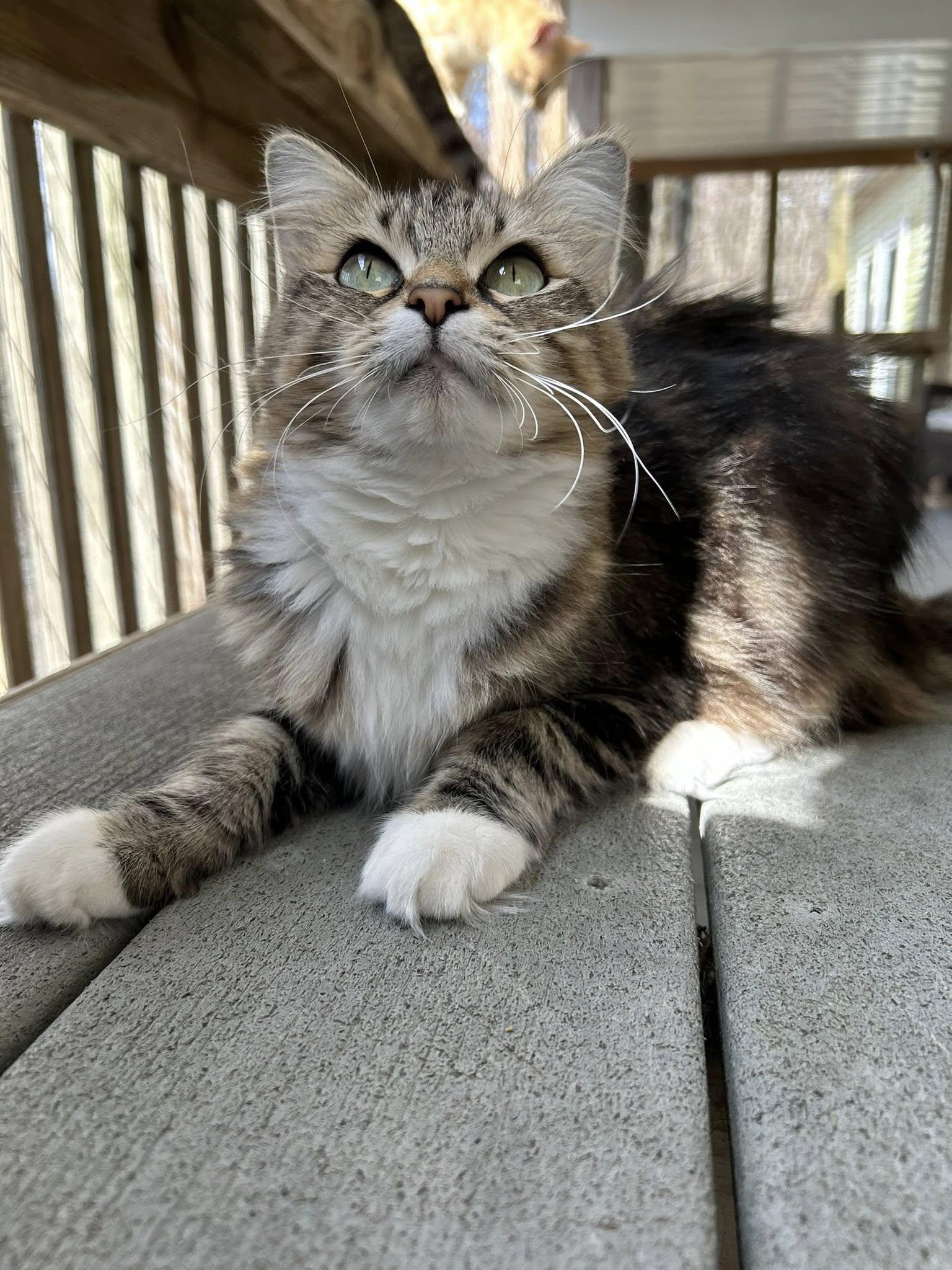 Enlarge Eva, a ADOPTABLE Domestic Medium Hair in Dellslow, WV image 5/5