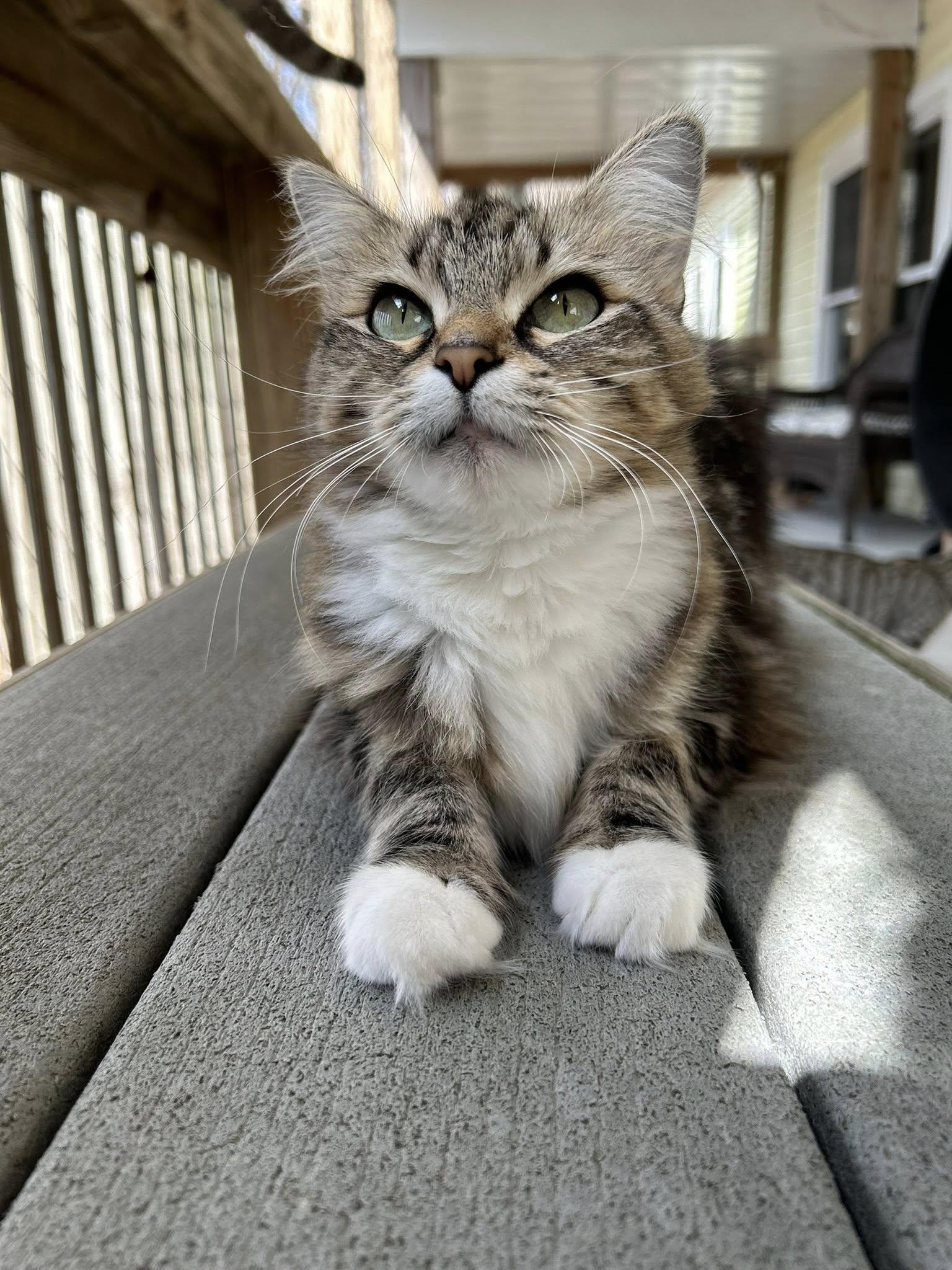 Enlarge Eva, a ADOPTABLE Domestic Medium Hair in Dellslow, WV image 3/5