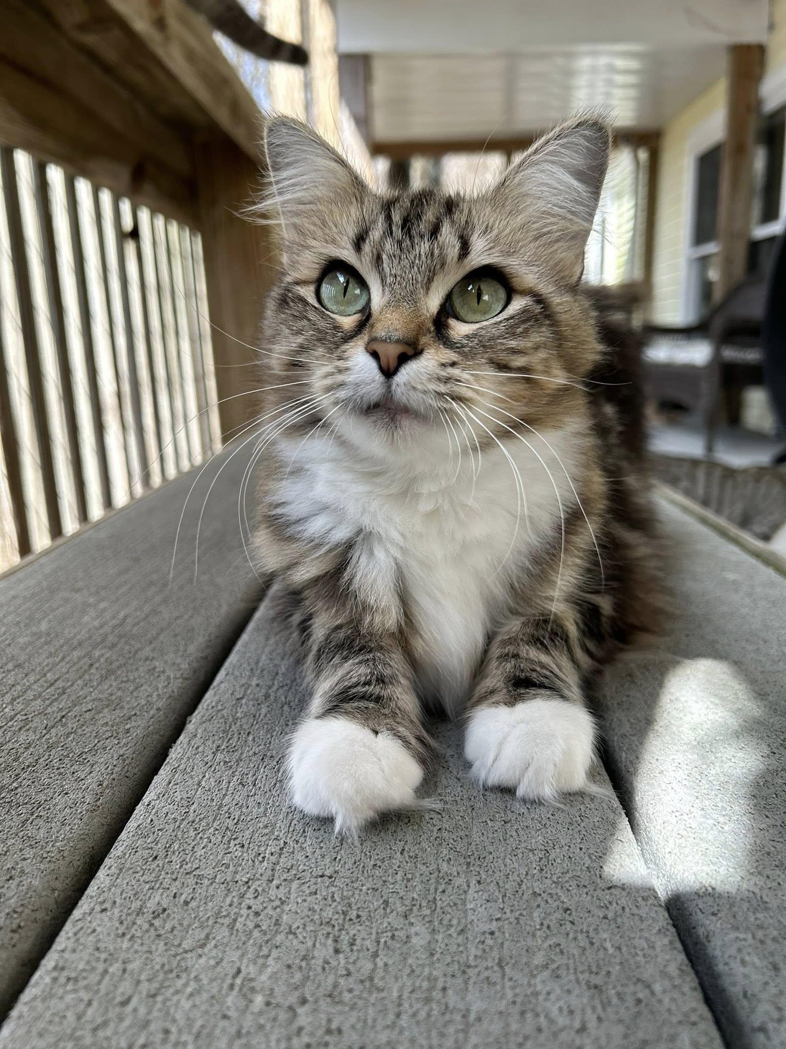 Enlarge Eva, a ADOPTABLE Domestic Medium Hair in Dellslow, WV image 2/5