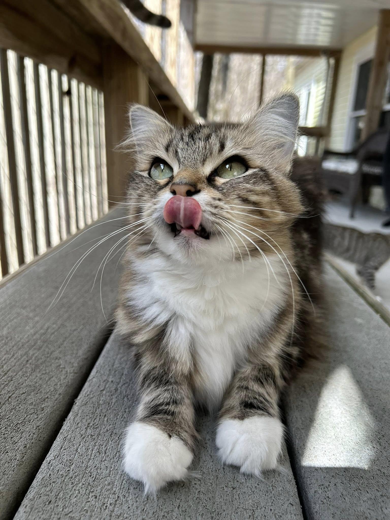 Enlarge Eva, a ADOPTABLE Domestic Medium Hair in Dellslow, WV image 4/5