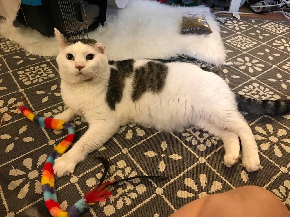 Benji, Adopted, Adult Male American Shorthair.