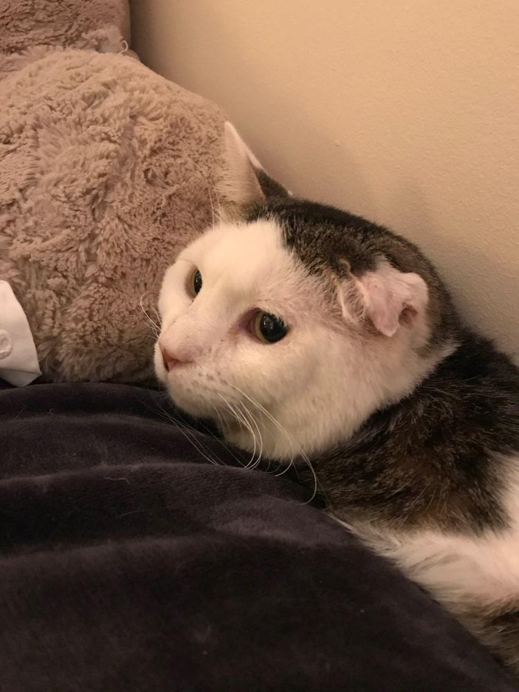 Enlarge Benji, a Adopted American Shorthair in Westwood, NJ image 4/6