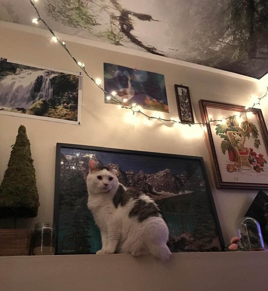 Enlarge Benji, a Adopted American Shorthair in Westwood, NJ image 6/6