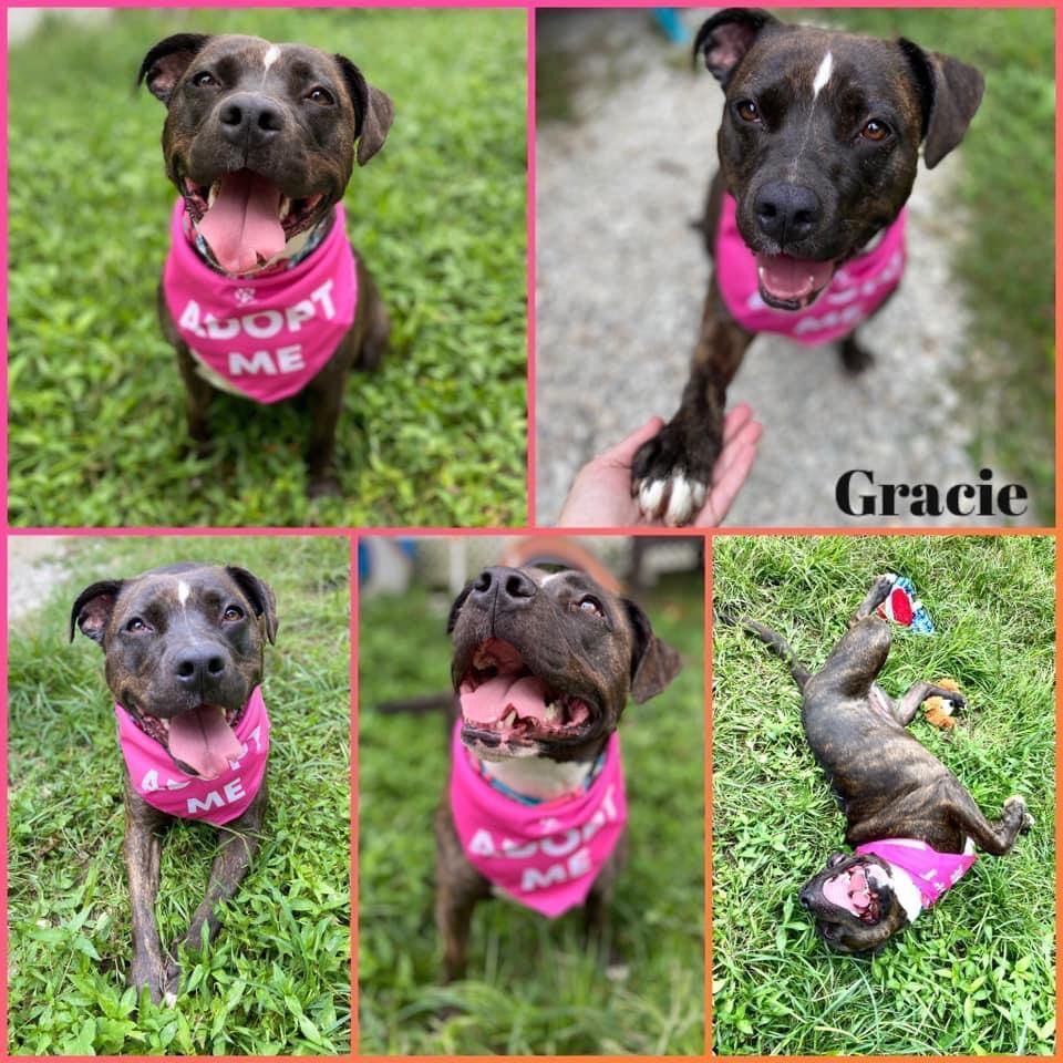 Enlarge Gracie, a Adoptable mixed breed in Huntington, WV image 2/2