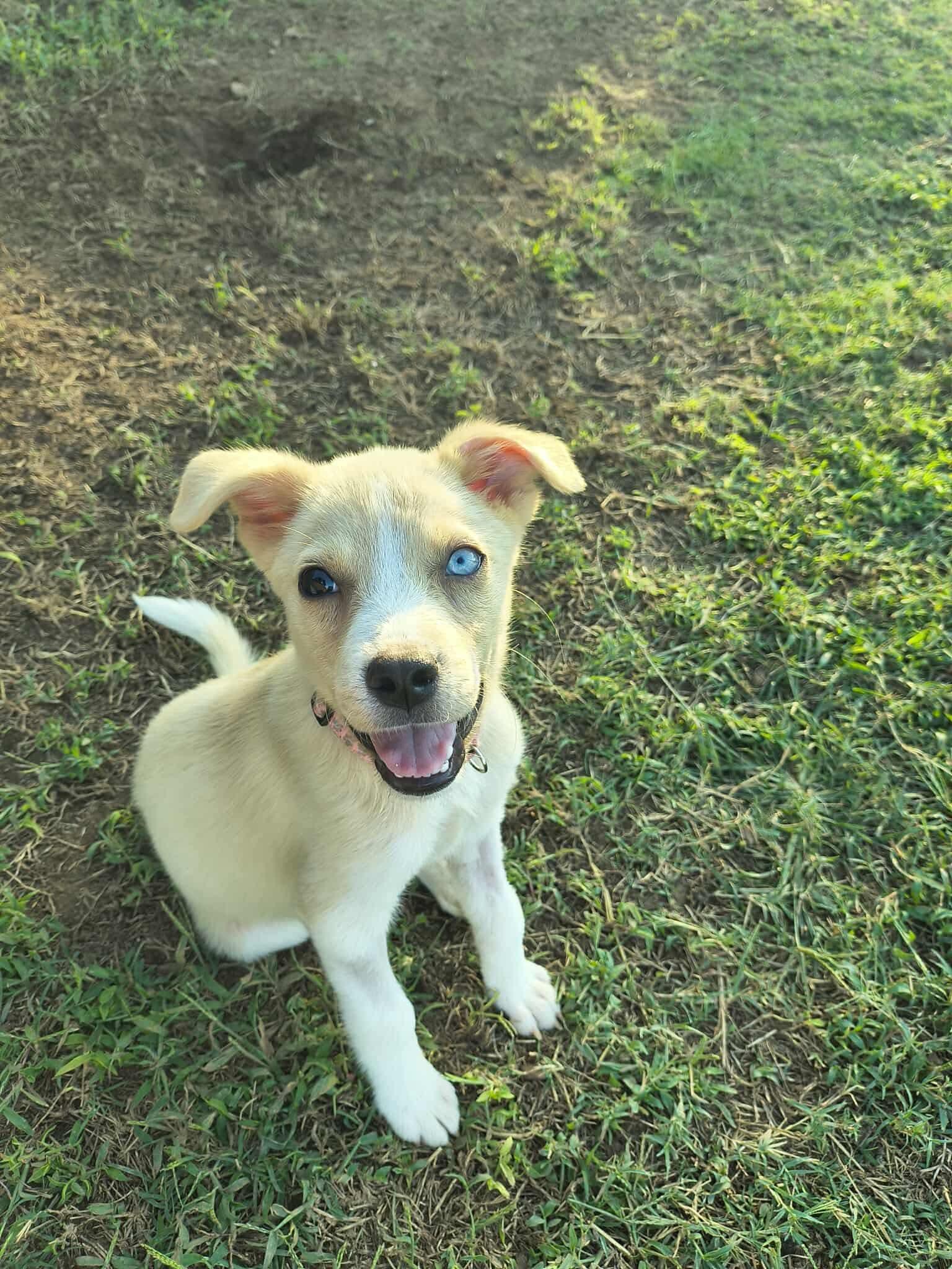 Ghosty, a Adoptable mixed breed in Dover, AR image 1/5