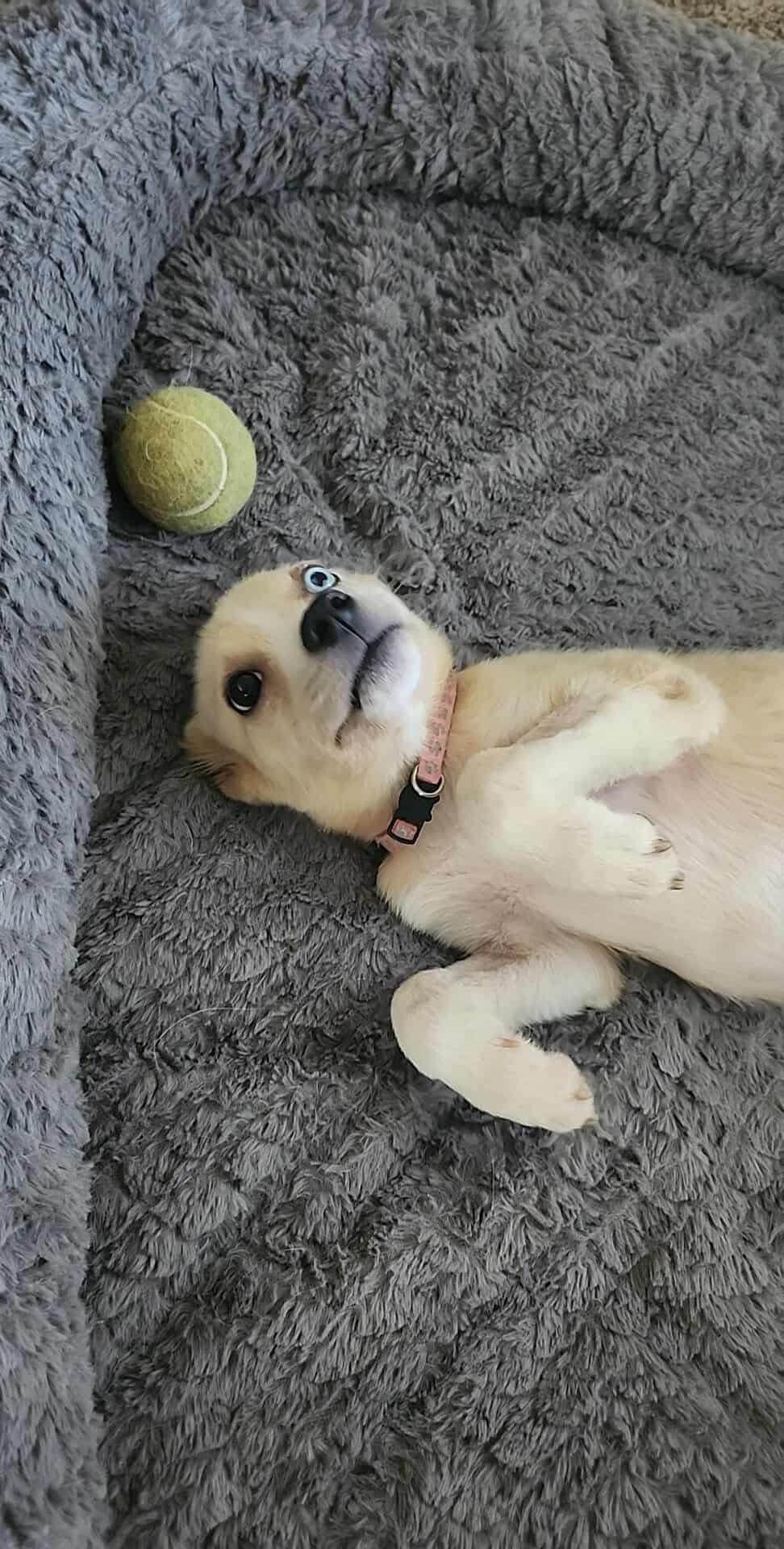 Ghosty, a Adoptable mixed breed in Dover, AR image 2/5