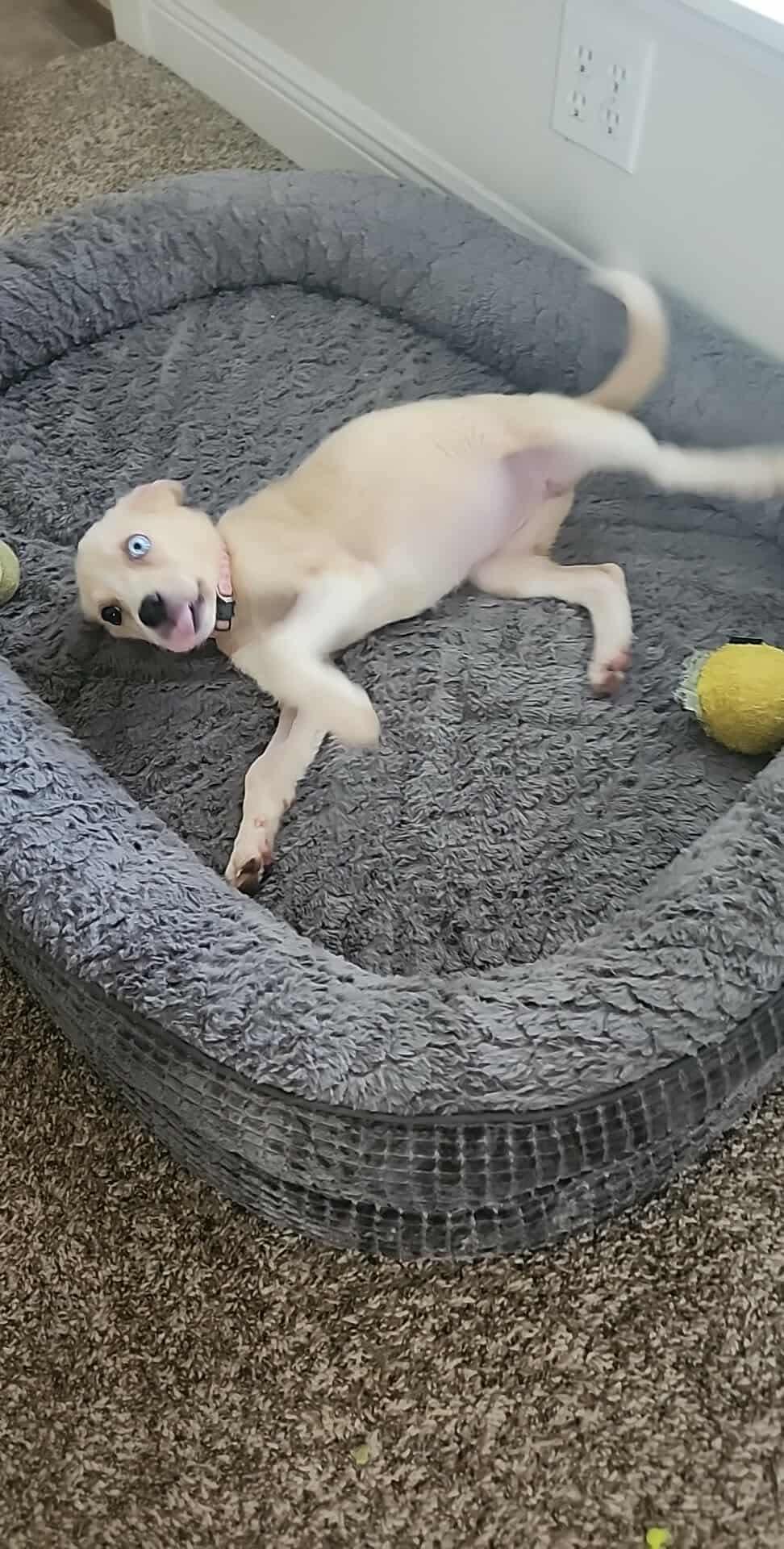 Ghosty, a Adoptable mixed breed in Dover, AR image 3/5