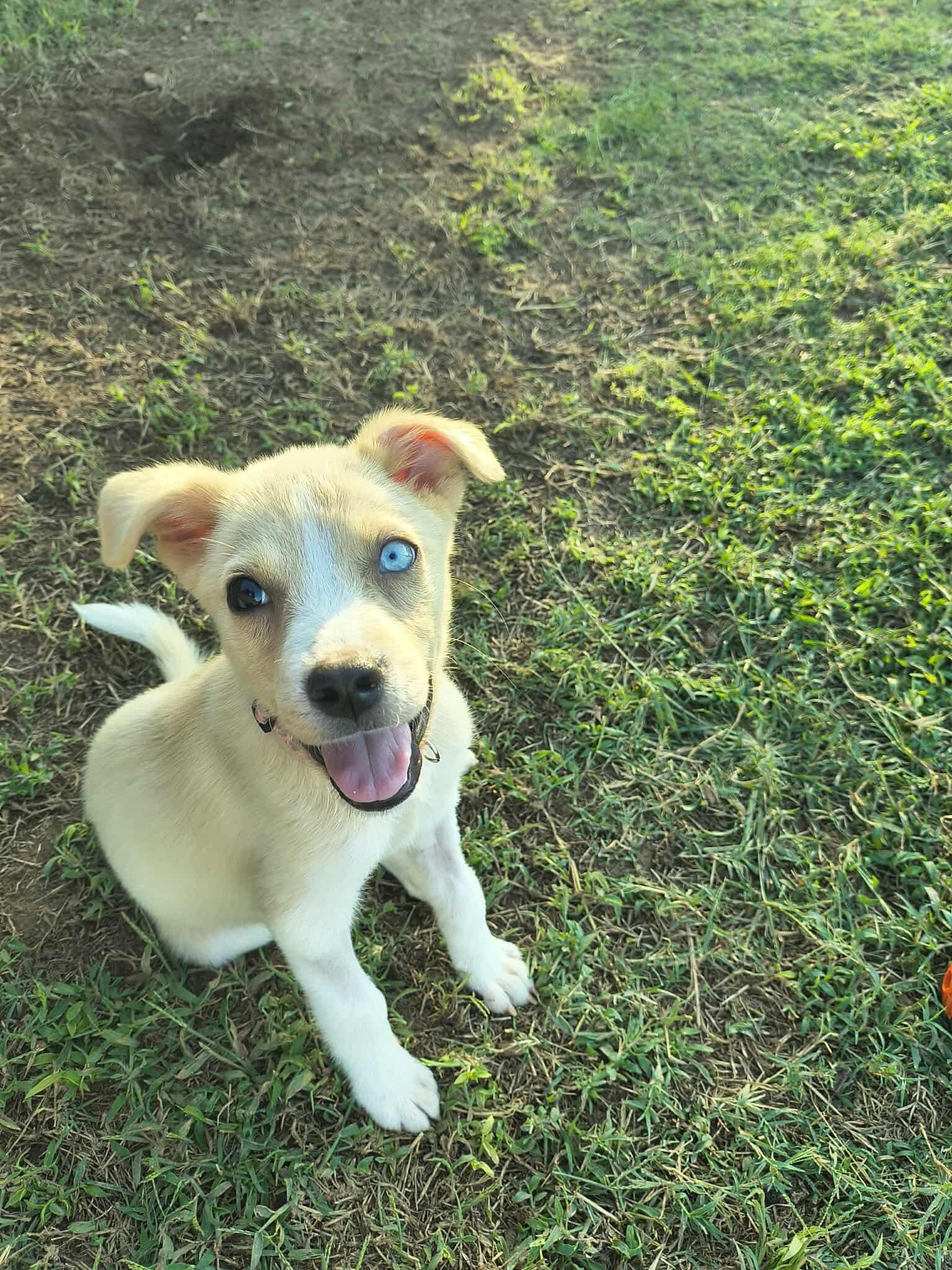 Ghosty, a Adoptable mixed breed in Dover, AR image 4/5