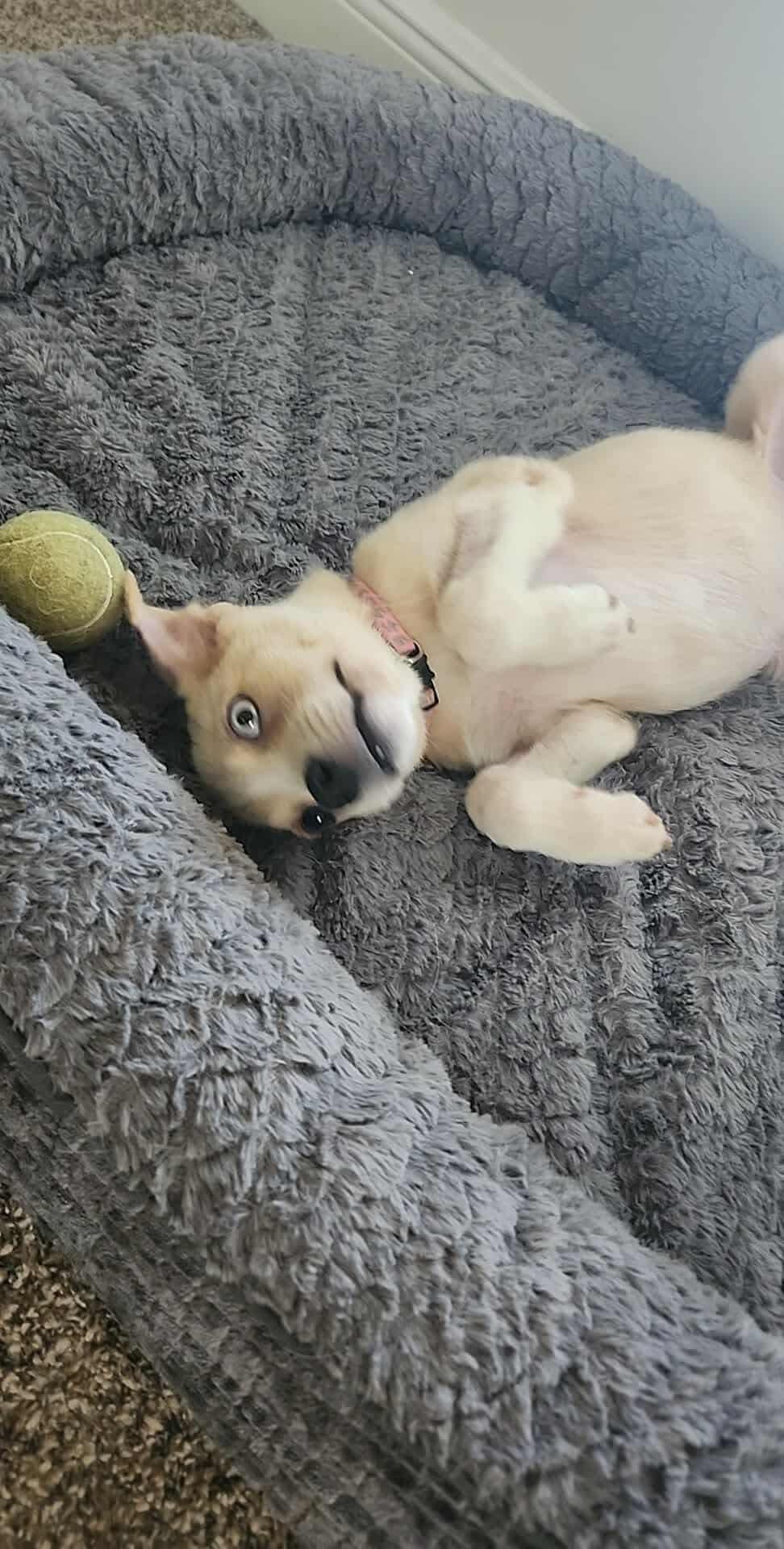 Ghosty, a Adoptable mixed breed in Dover, AR image 5/5