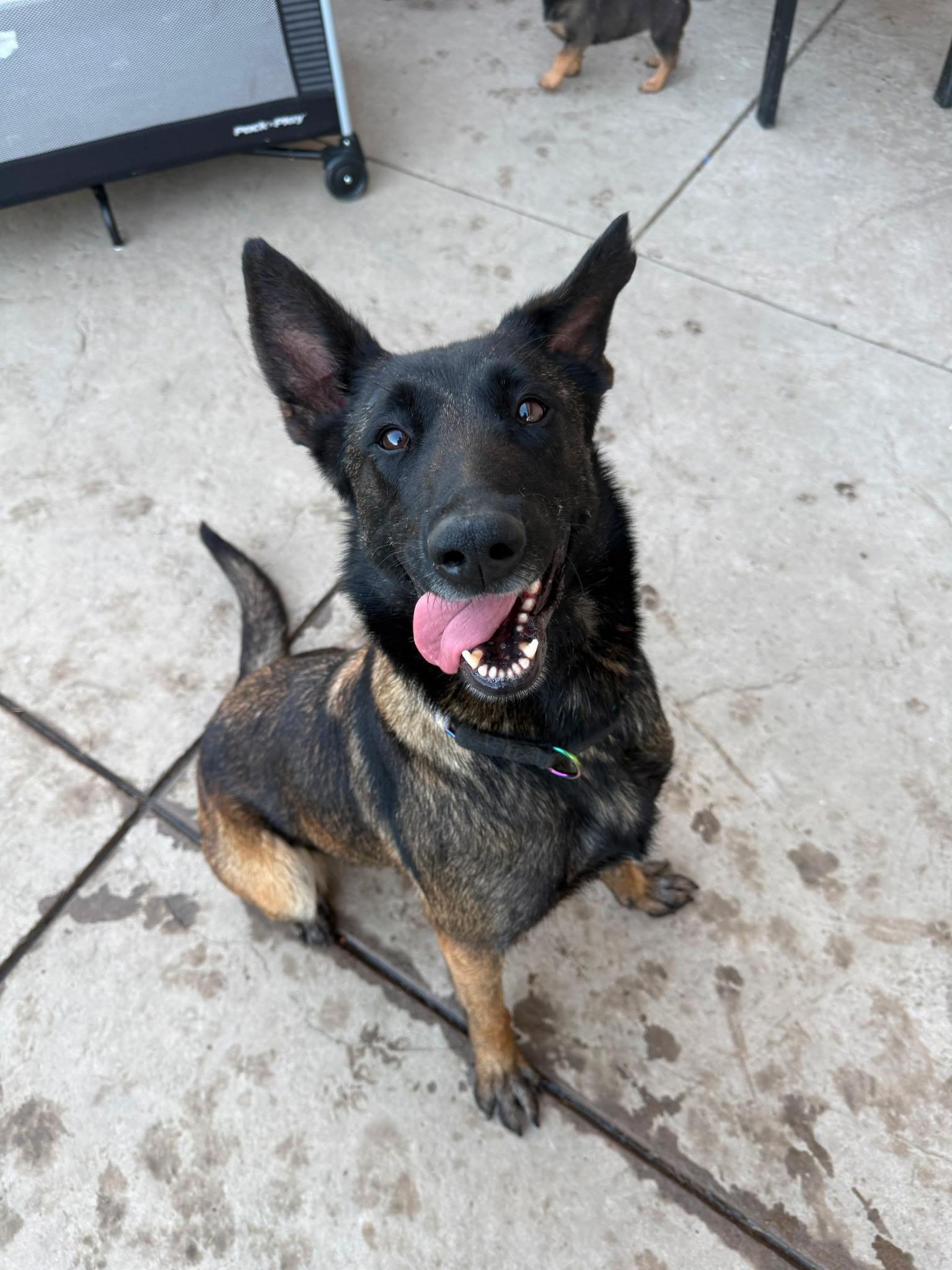 KALA, Adoptable, Adult Female Belgian Shepherd / Malinois.