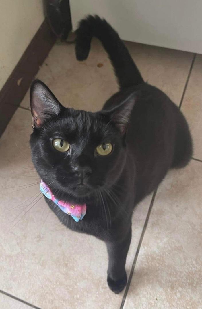 Venus & Jax ( Bonded Pair), a Adoptable American Shorthair in Staten Island, NY image 4/6