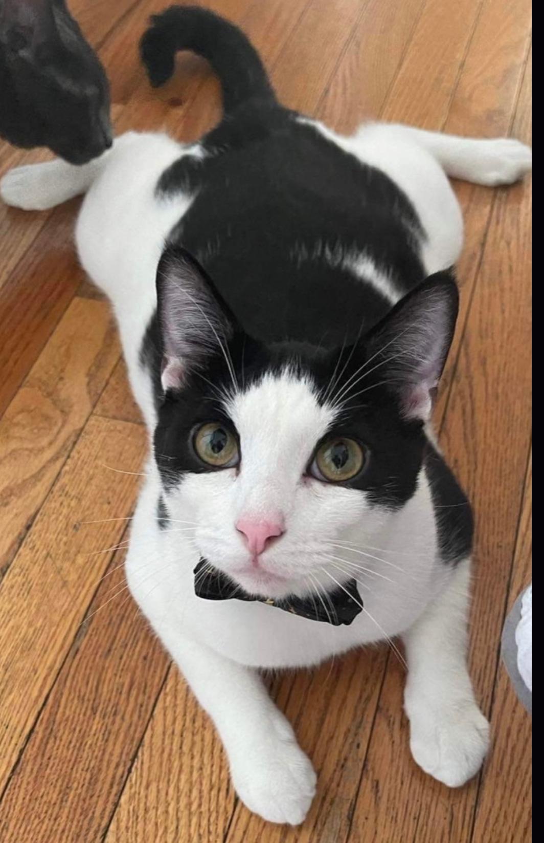 Venus & Jax ( Bonded Pair), a Adoptable American Shorthair in Staten Island, NY image 5/6