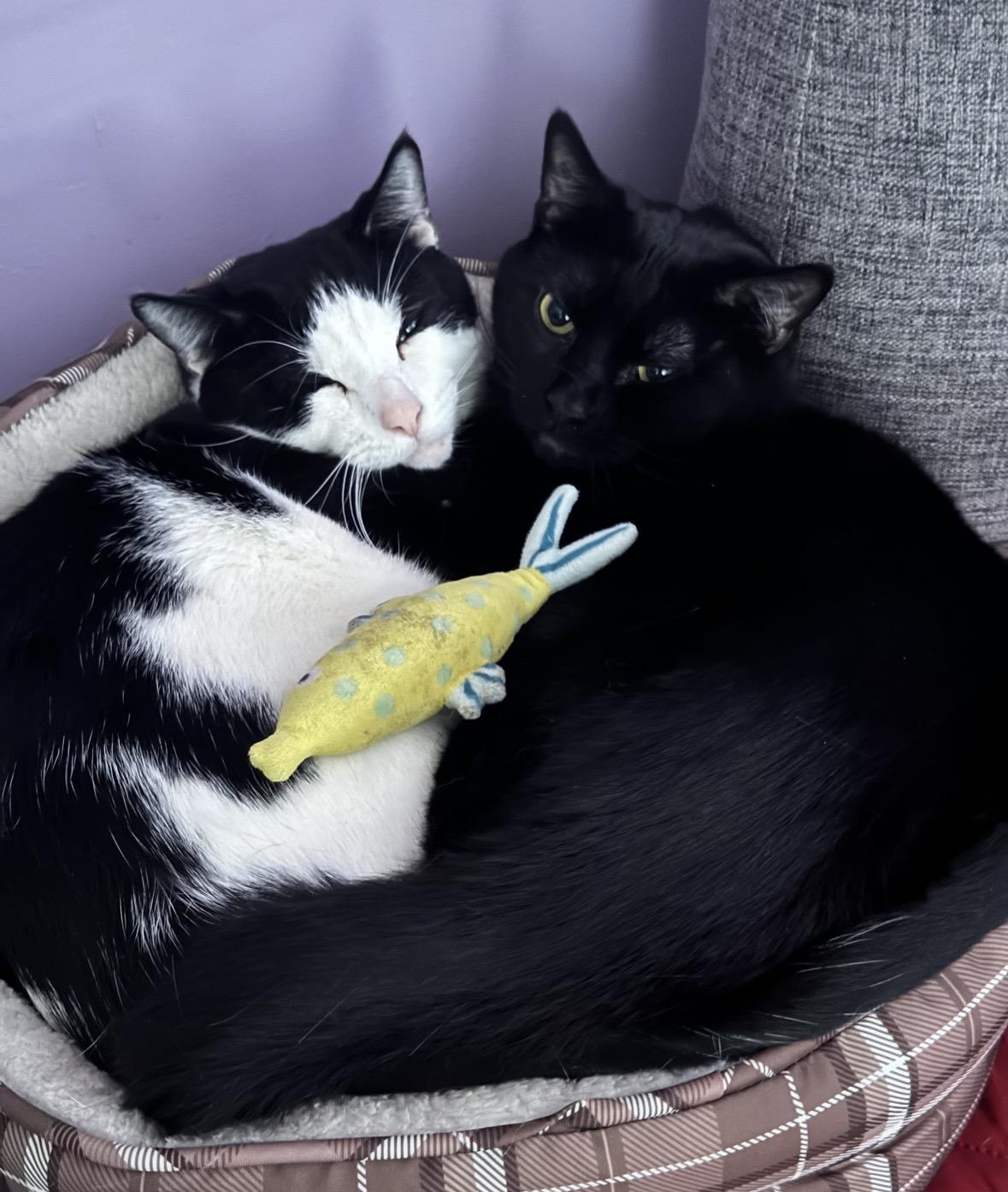 Venus & Jax ( Bonded Pair), Adoptable, Adult Male Domestic Short Hair.