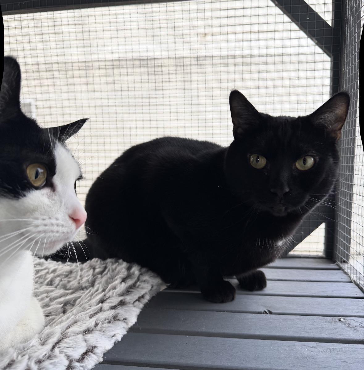 Enlarge Venus & Jax ( Bonded Pair), a Adoptable Domestic Short Hair in Staten Island, NY image 6/6