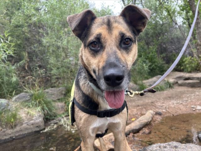 BOXER, Adoptable, Adult Male Mixed Breed.