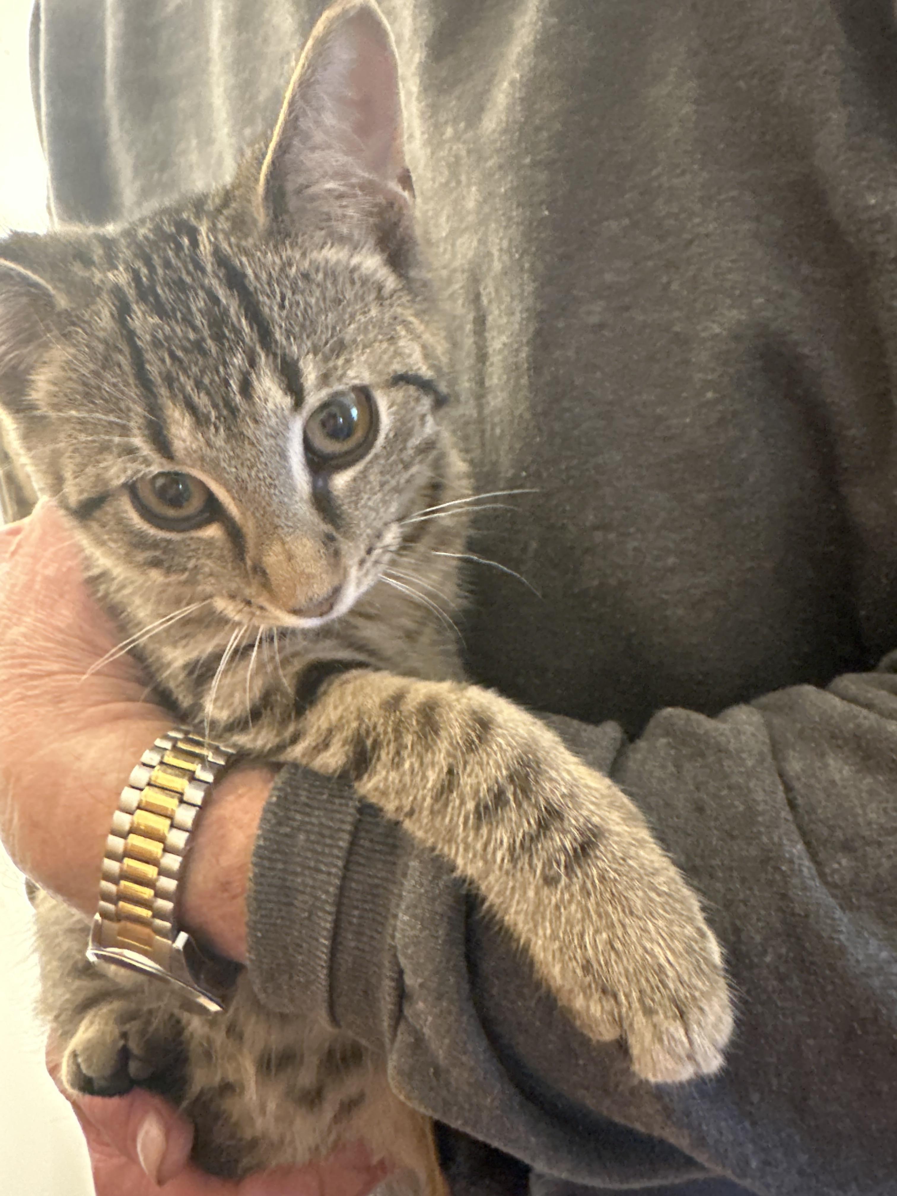 Stripe, a Adoptable mixed breed in Marlette, MI image 2/4