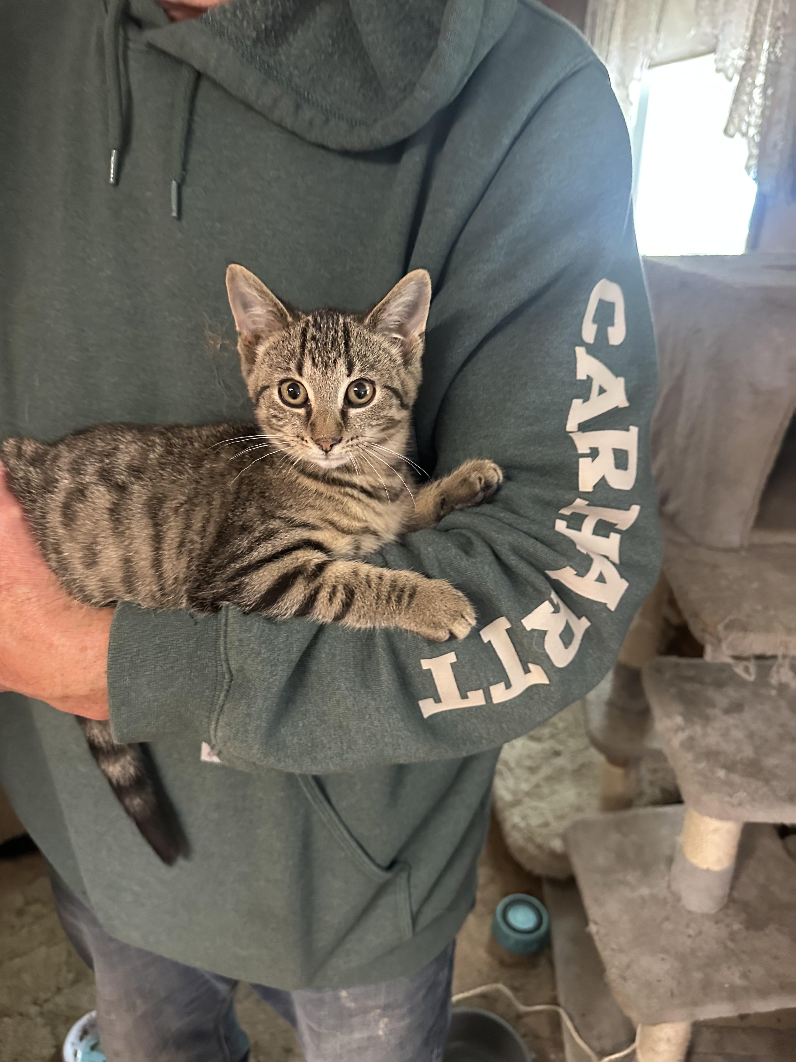 Stripe, a Adoptable mixed breed in Marlette, MI image 3/4