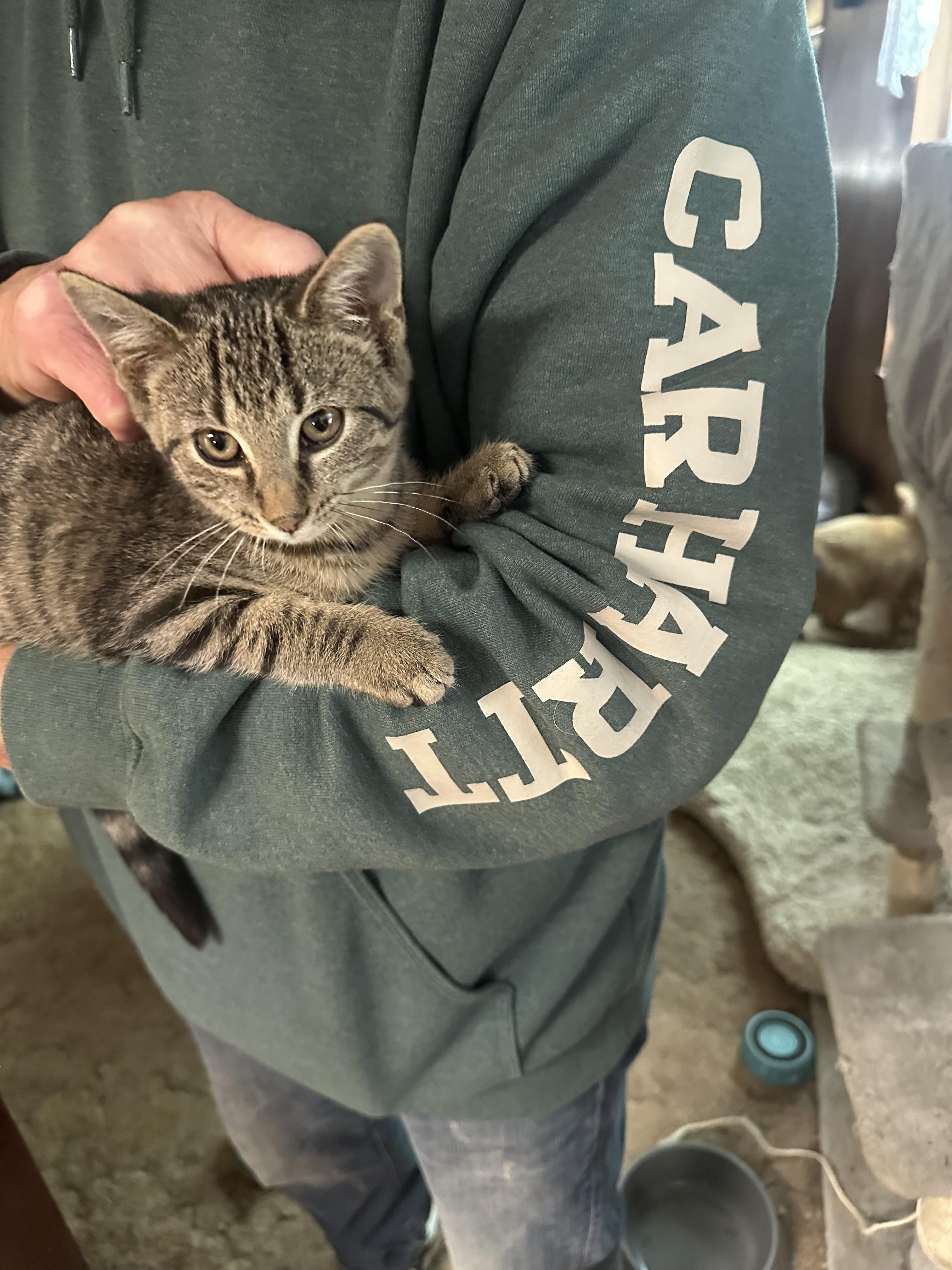Stripe, a Adoptable mixed breed in Marlette, MI image 4/4
