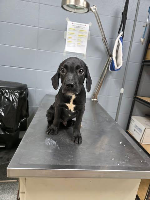 Turbo, Adopted, Puppy Male Catahoula Leopard Dog & Affenpinscher.