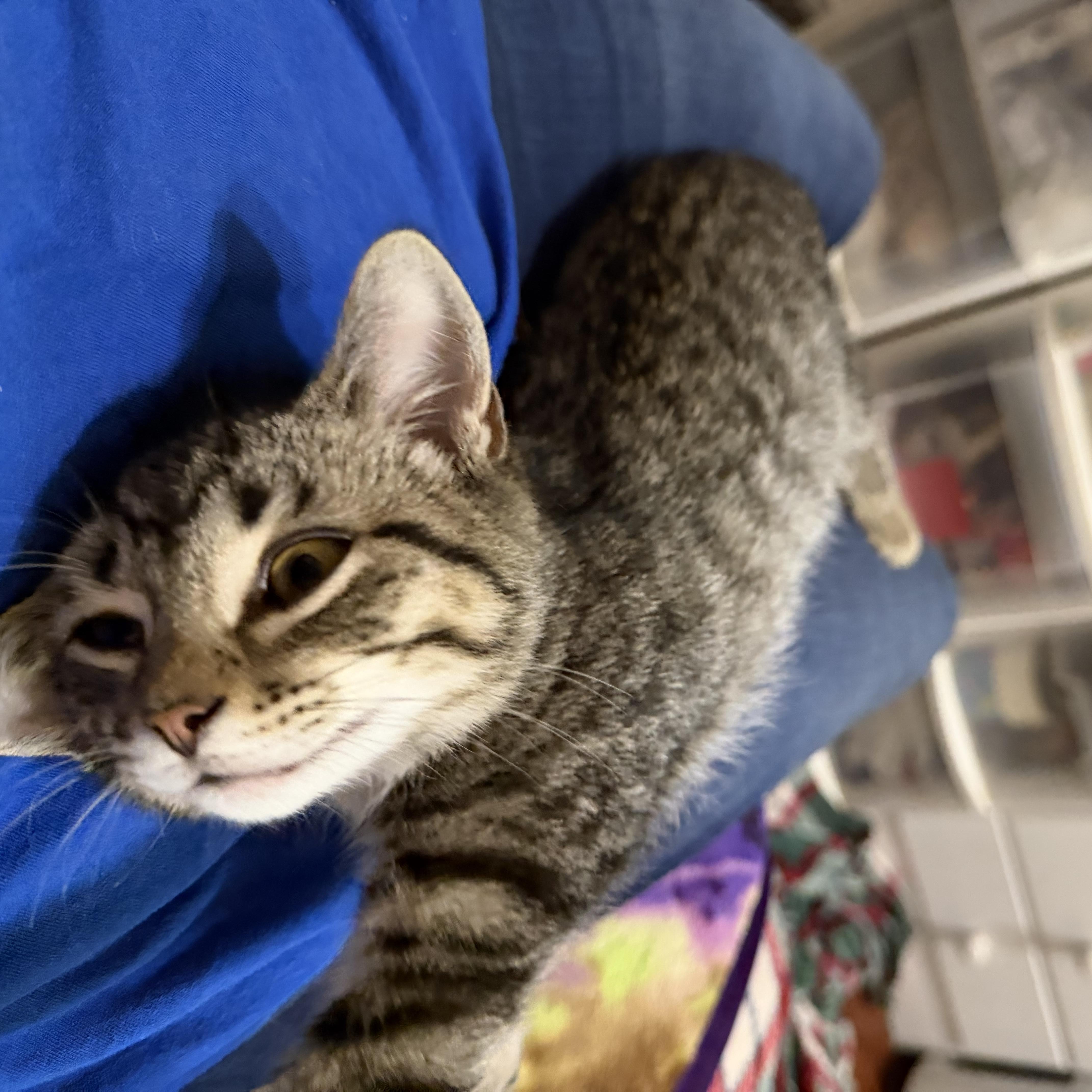 Cocomelon, a ADOPTABLE Domestic Short Hair in Muncie, IN image 3/3