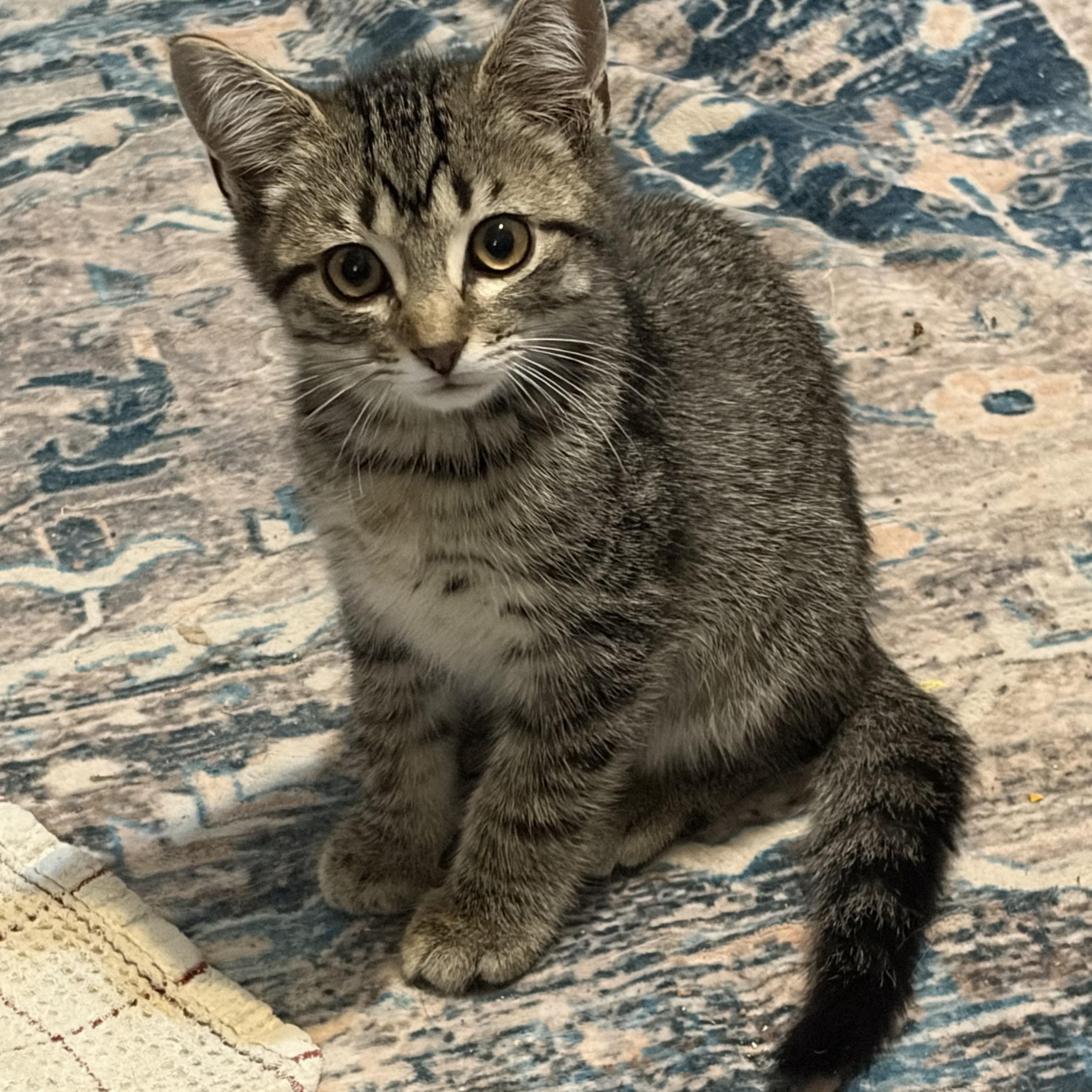 Cocomelon, a ADOPTABLE Domestic Short Hair in Muncie, IN image 1/3