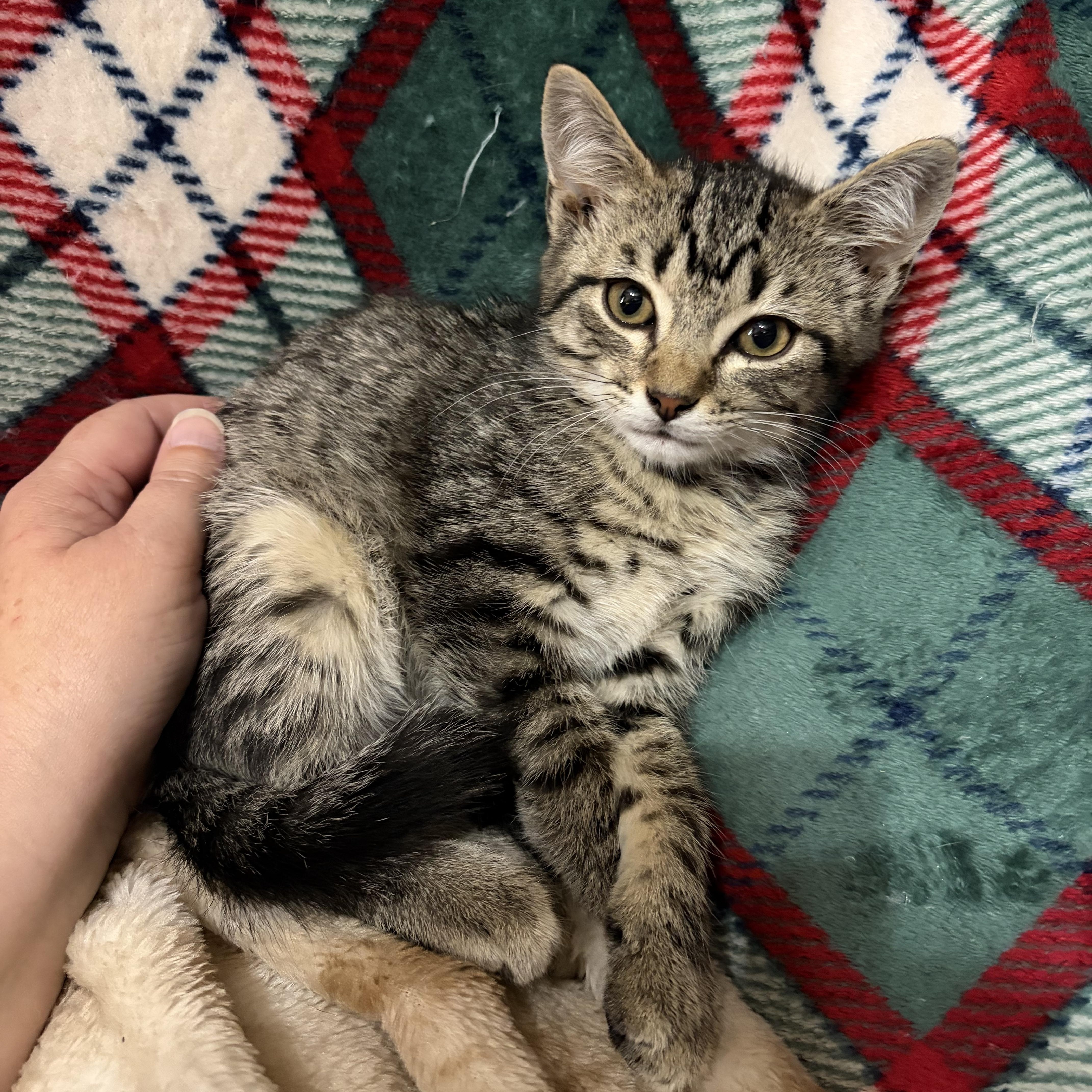 Cocomelon, a ADOPTABLE Domestic Short Hair in Muncie, IN image 2/3