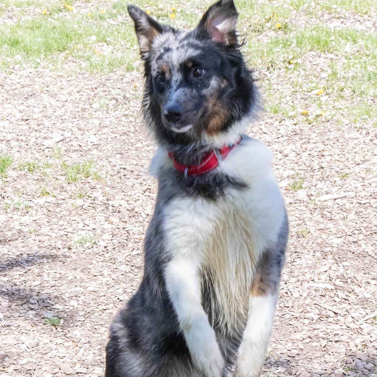 Yumi, Adult Female Australian Shepherd