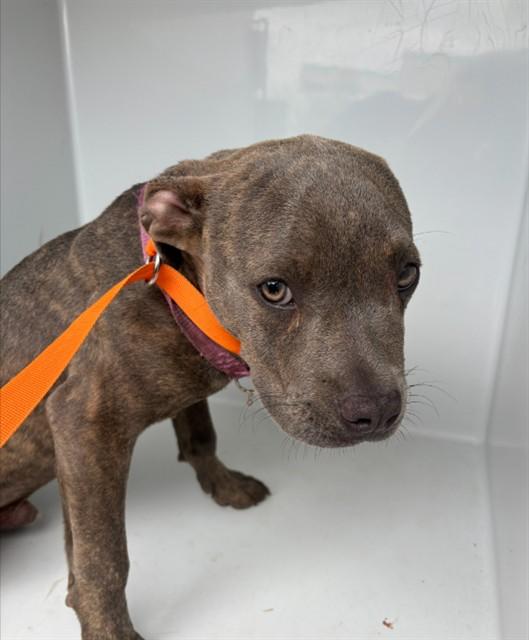 BUCKEYE, Adoptable, Young Male Pit Bull Terrier & Mixed Breed.