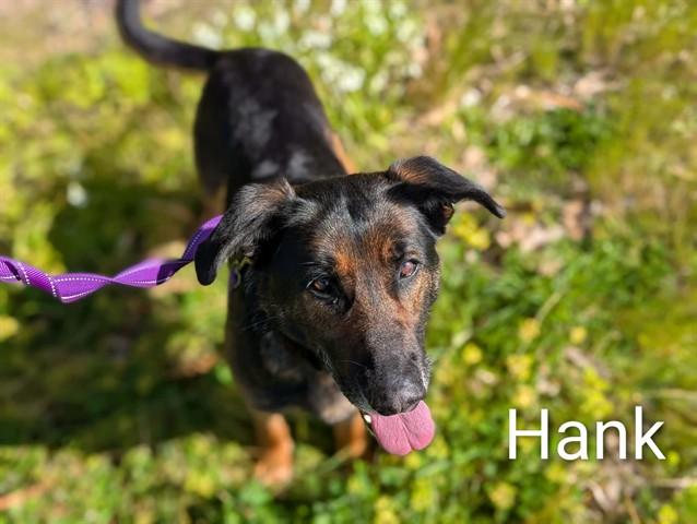HANK, Adoptable, Adult Male German Shepherd Dog.