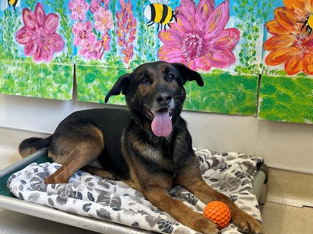 Enlarge HANK, a Adoptable German Shepherd Dog in McKinleyville, CA image 1/1