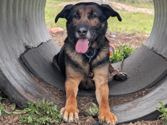 Enlarge HANK, a Adoptable German Shepherd Dog in McKinleyville, CA image 1/1