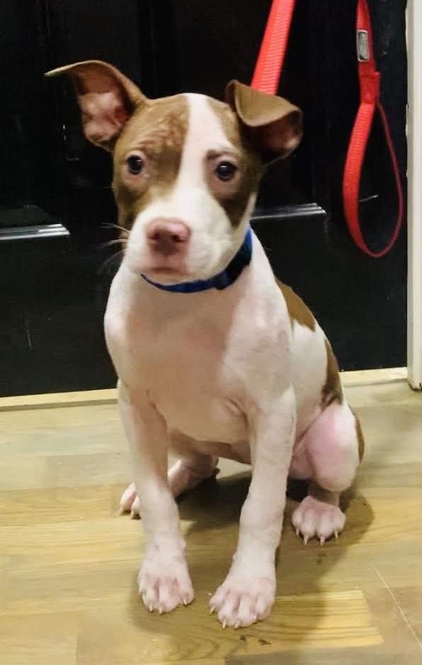 Autumn, a ADOPTABLE Pit Bull Terrier in Knoxville, TN image 1/3