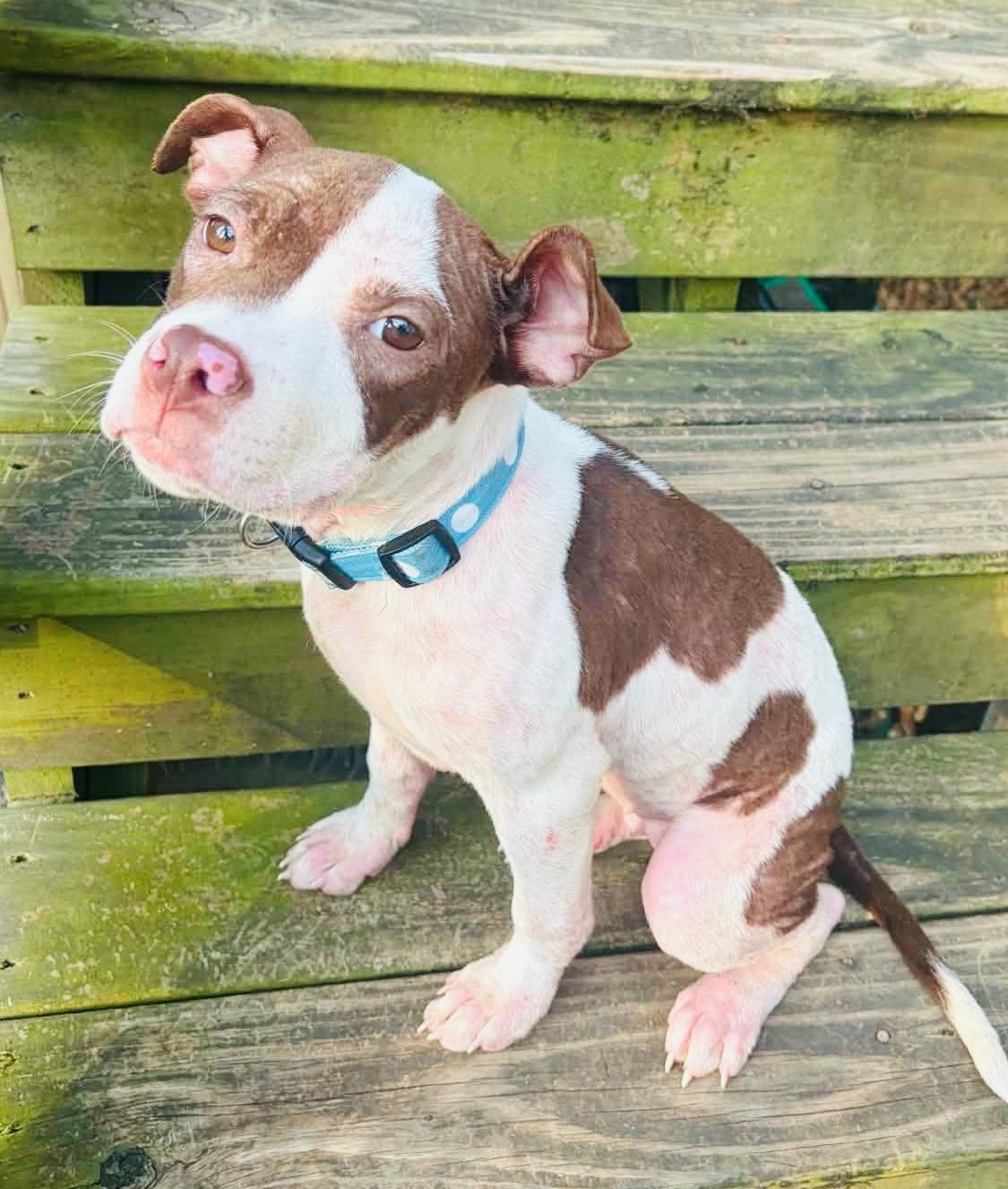 Enlarge Autumn, a ADOPTABLE Pit Bull Terrier in Knoxville, TN image 1/6