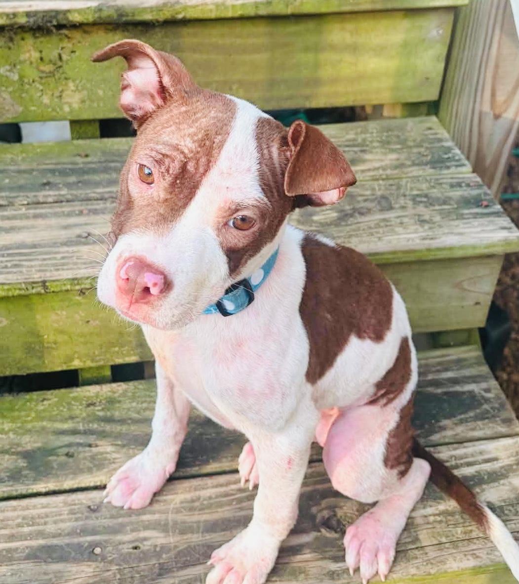 Enlarge Autumn, a ADOPTABLE Pit Bull Terrier in Knoxville, TN image 5/6