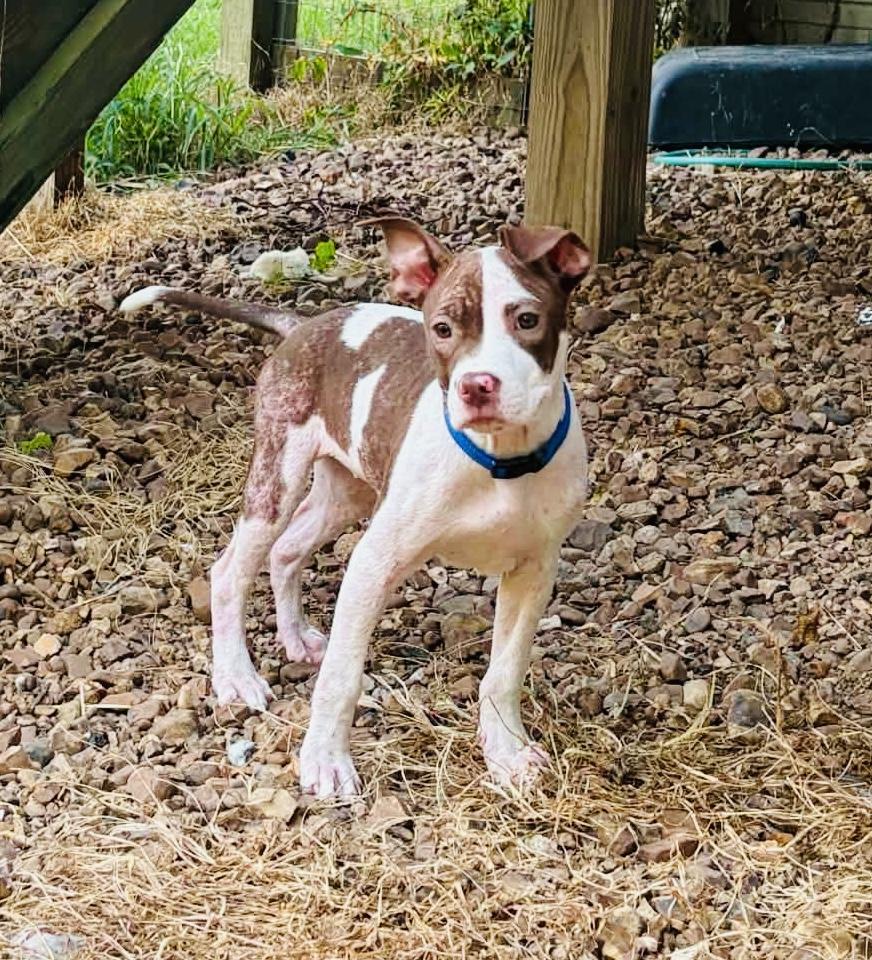 Autumn, a ADOPTABLE Pit Bull Terrier in Knoxville, TN image 2/3