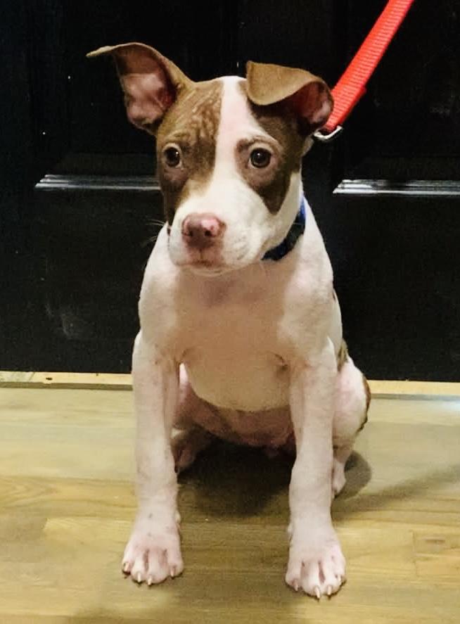 Autumn, a ADOPTABLE Pit Bull Terrier in Knoxville, TN image 3/3