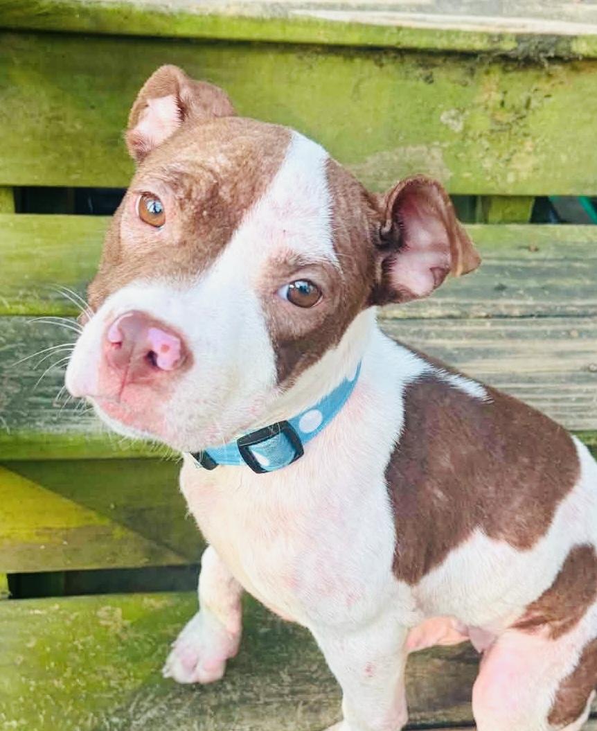 Enlarge Autumn, a ADOPTABLE Pit Bull Terrier in Knoxville, TN image 6/6