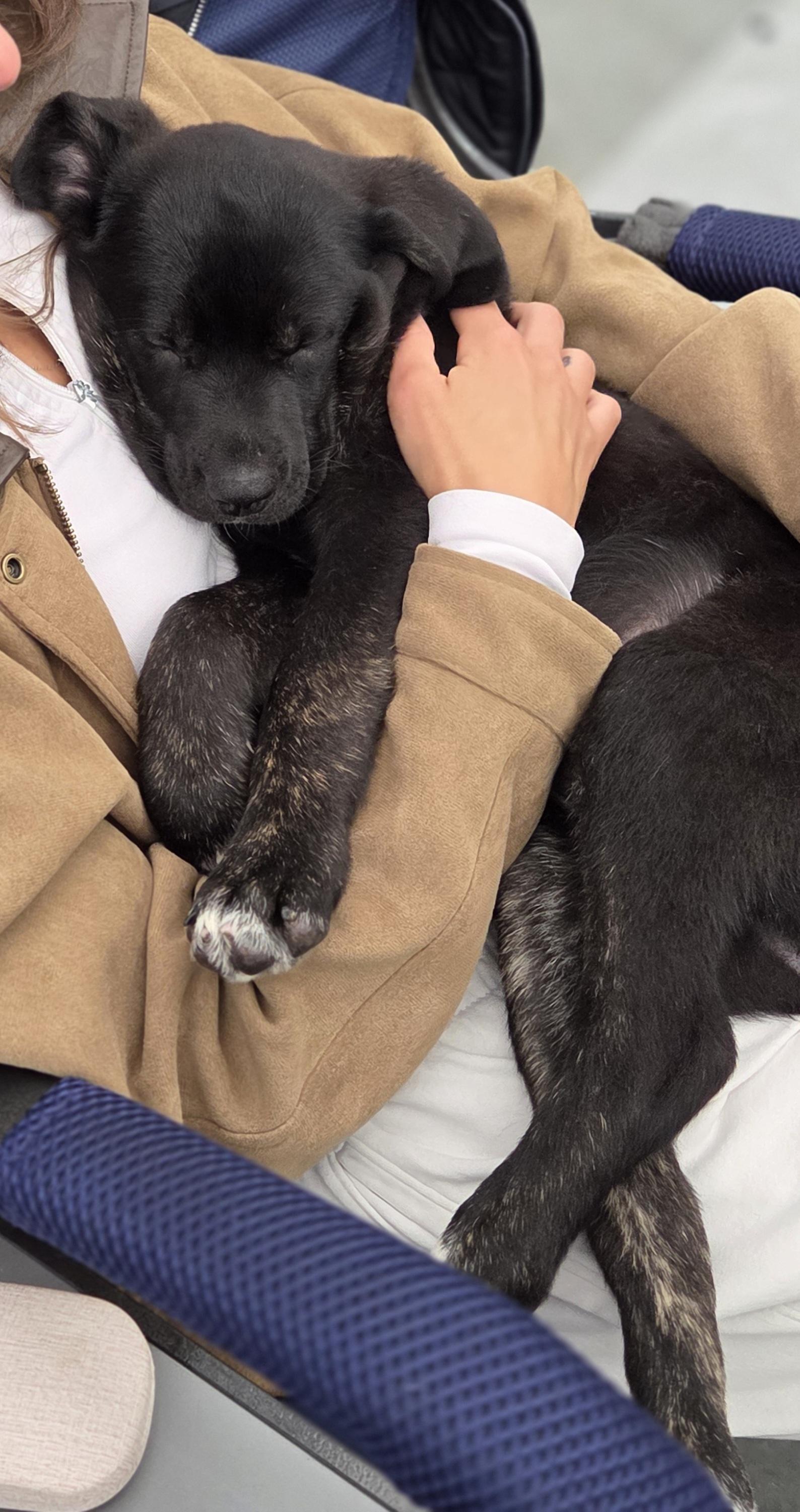 Verbena, a ADOPTABLE mixed breed in Hillsdale, NY image 3/3